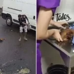 Pincher atacado serra