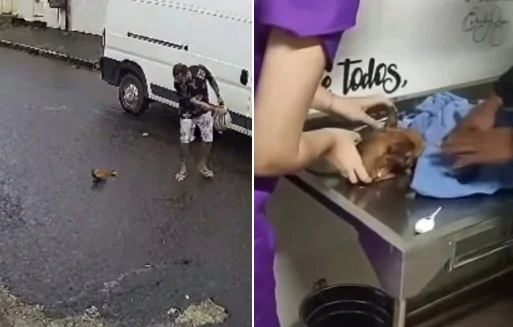 Pincher atacado serra