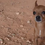 Pinscher eros 2975295