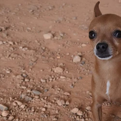 Pinscher eros 2975295