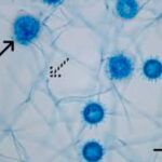 Inshot 20251110 143407830