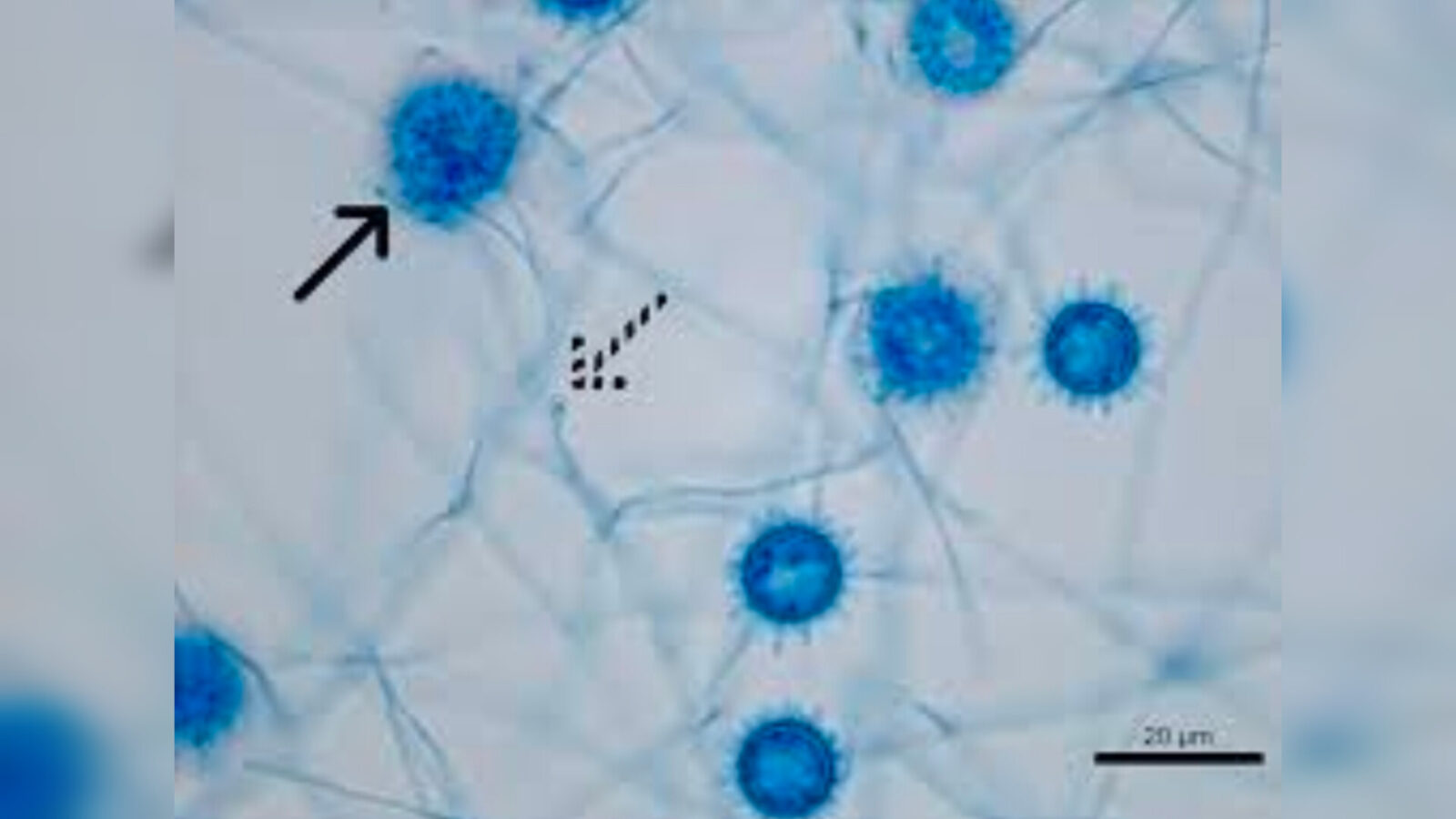 Inshot 20251110 143407830