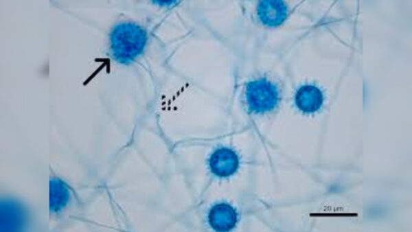 Inshot 20251110 143407830