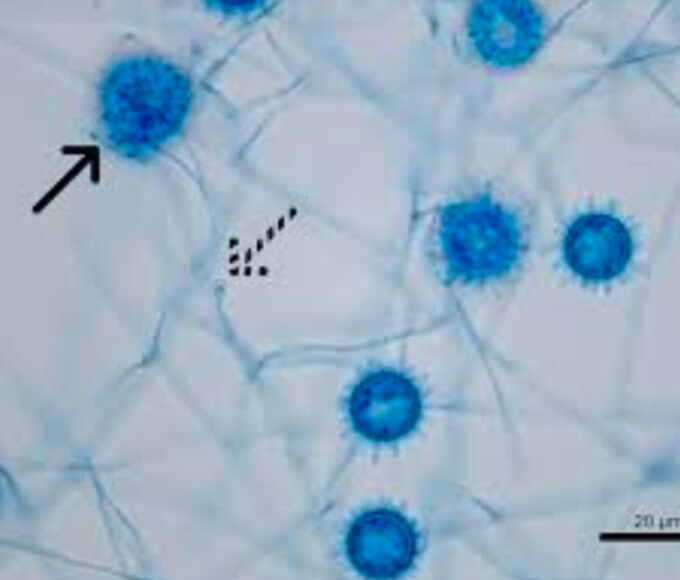 Inshot 20251110 143407830