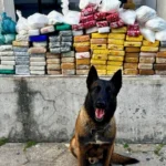 O cao policial moises ajudou na acao que apreendeu mais de 100 quilos de drogas em sao mateus no es 3035137
