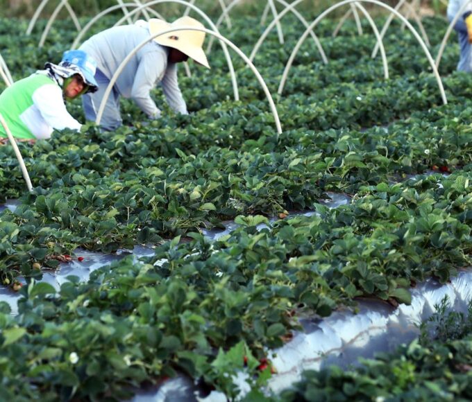 Finep anuncia parceria de R$ 74,9 milhões para agricultura familiar