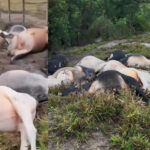 Inshot 20251205 135119333