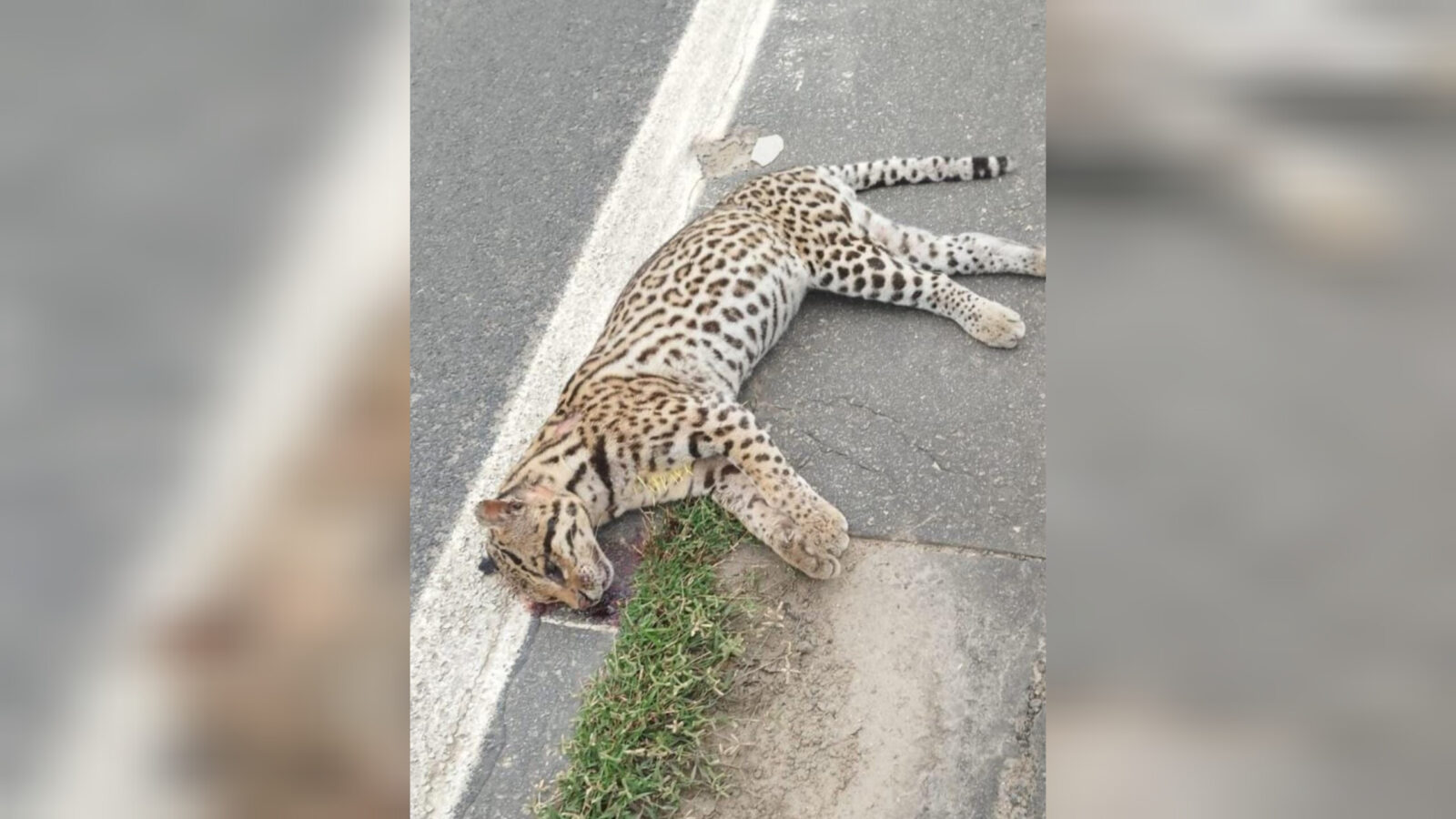 Inshot 20251207 144125771