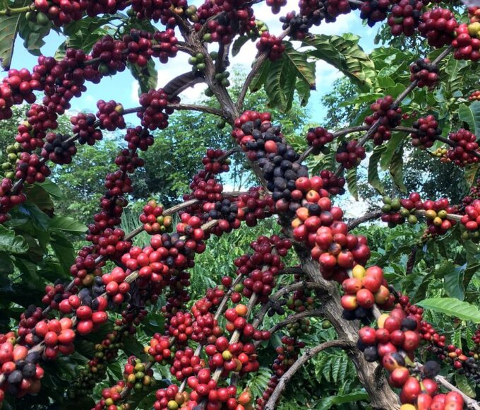 Conab prevê colheita recorde de café com crescimento de 17,1% em 2026