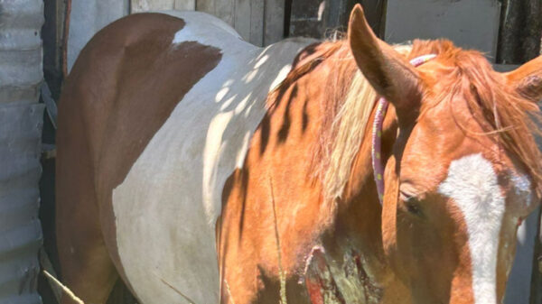 Inshot 20260217 221937626