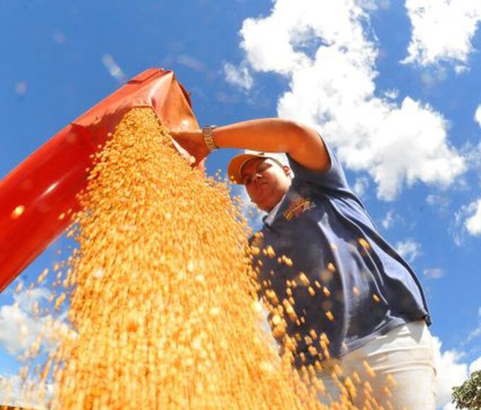 Produção de grãos pode chegar a 353,4 milhões de toneladas