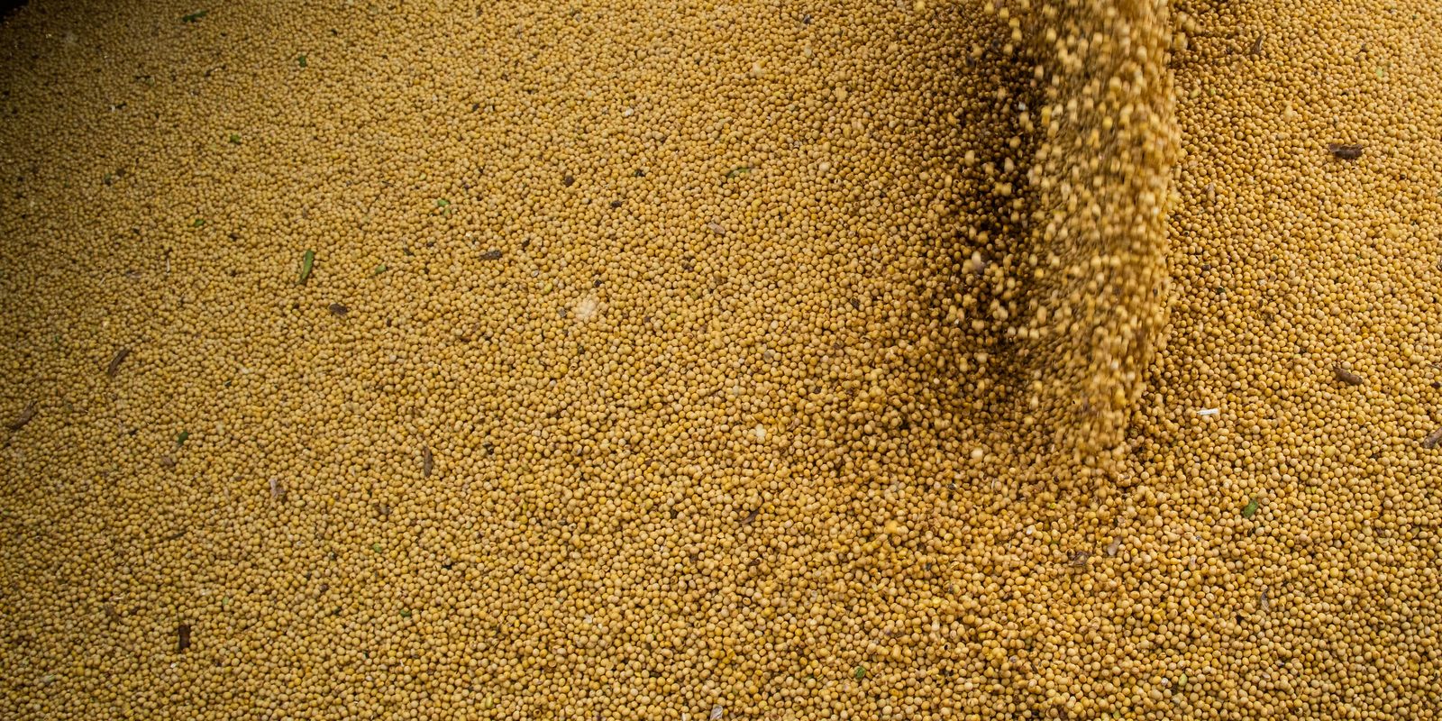 Agro cresce 11,7%, impulsiona PIB e ganha participação na economia