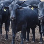 CMN reduz juros de financiamentos a cooperativas rurais pelo Pronaf