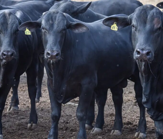 CMN reduz juros de financiamentos a cooperativas rurais pelo Pronaf