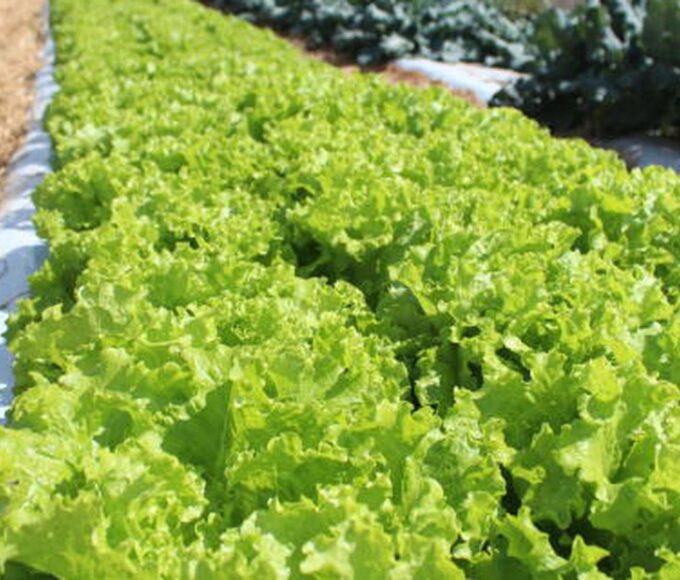 Embrapa inaugura Unidade Mista de Pesquisa e Inovação em Mato Grosso