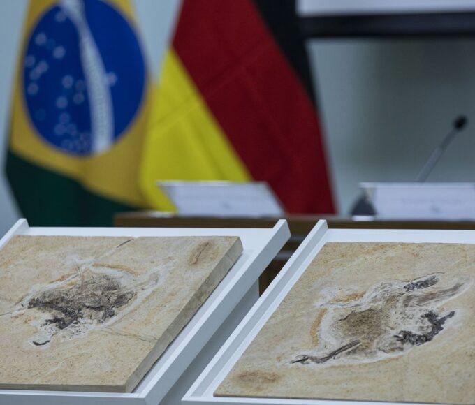 Brasil quer recuperar dinossauros e patrimônios espalhados por 14 país