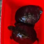PCES prende mulher por manter animais silvestres em cativeiro irregular em Vila Velha
