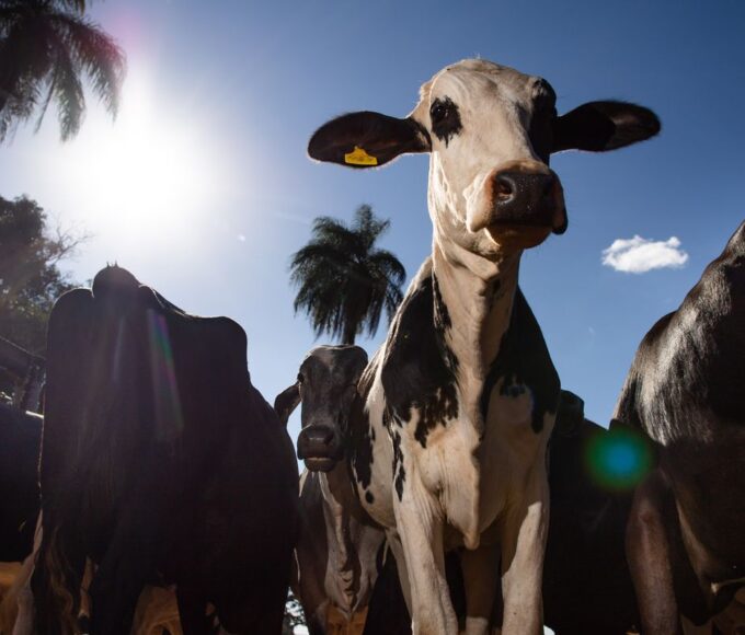 União Europeia oficializa veto a carne brasileira a partir de setembro